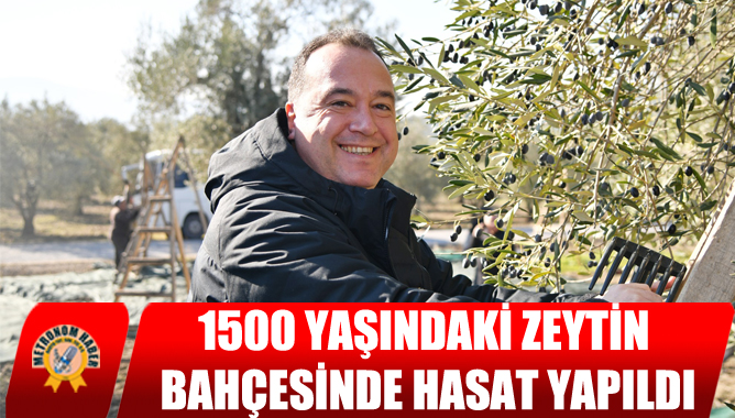 1500 yaşındaki zeytin bahçesinde hasat yapıldı