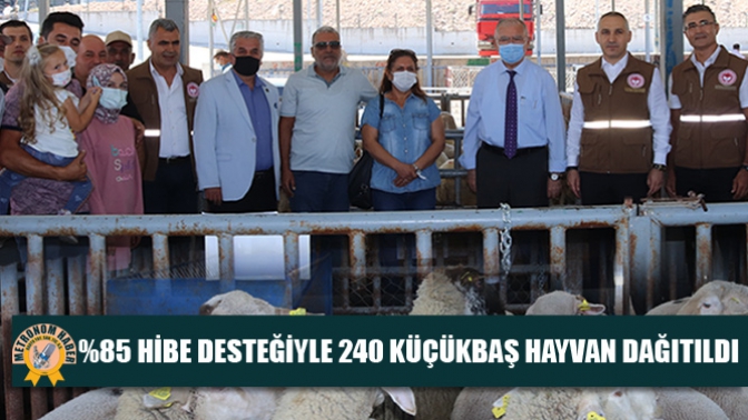 %85 HİBE DESTEĞİYLE 240 KÜÇÜKBAŞ HAYVAN DAĞITILDI