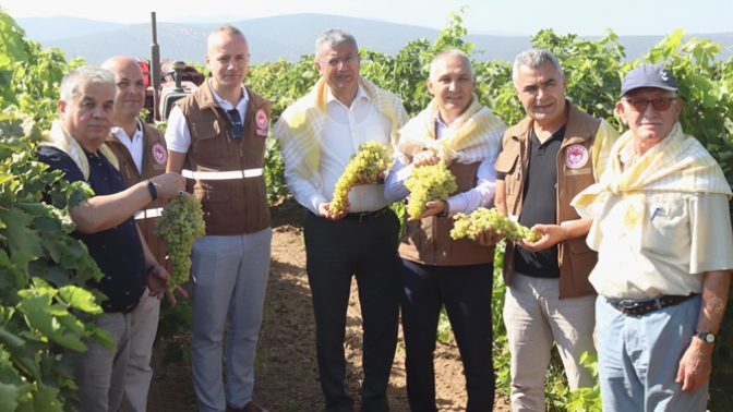 Akhisar bağlarında kesimler hasat şenliği havasında gerçekleşiyor