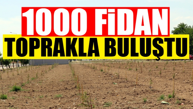 Akhisar’da 1000 fidan toprakla buluştu