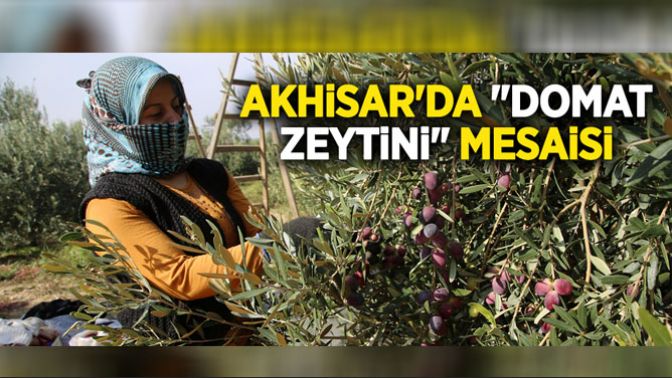 Akhisar’da Domat Zeytini Mesaisi