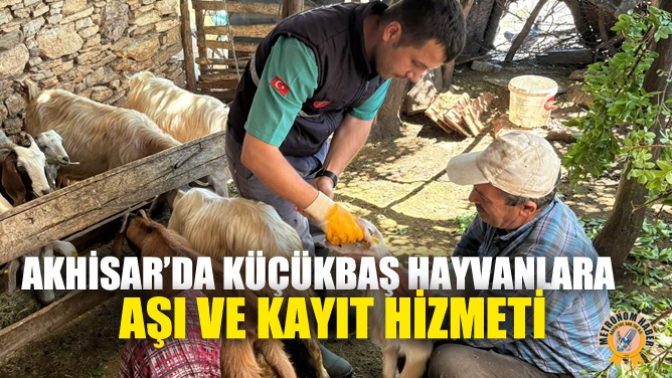 Akhisar’da Küçükbaş Hayvanlara Aşı Ve Kayıt Hizmeti