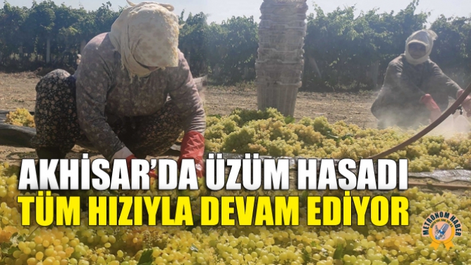 Akhisar’da Üzüm Hasadı Tüm Hızıyla Devam Ediyor