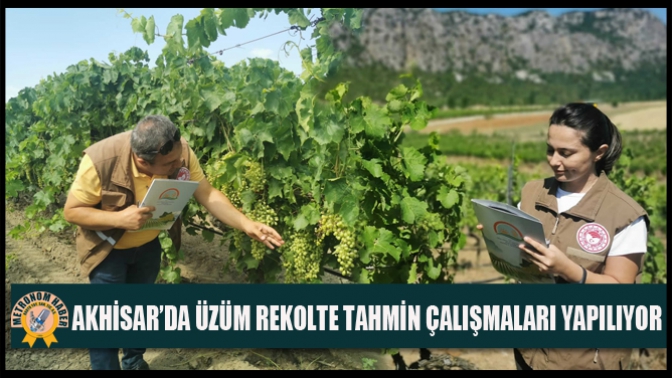 Akhisar’da Üzüm Rekolte Tahmin Çalışmaları Yapılıyor