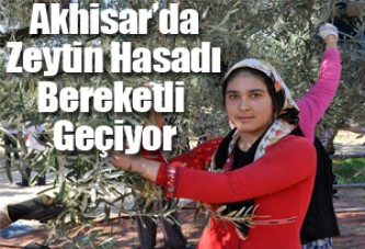 Akhisar’da Zeytin Hasadı Bereketli Geçiyor