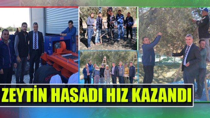 Akhisar’da zeytin hasadı hız kazandı