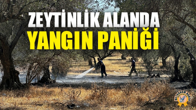 Akhisar’da Zeytinlik Alanda Yangın Paniği