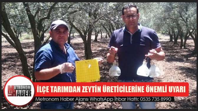 Akhisar İlçe Tarımdan Zeytin Üreticilerine Önemli Uyarı