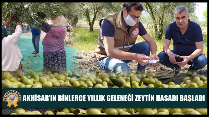 Akhisar’ın Binlerce Yıllık Geleneği Zeytin Hasadı Başladı