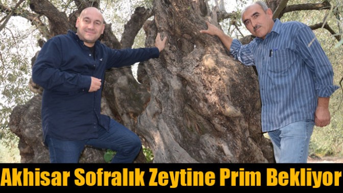 Akhisar Sofralık Zeytine Prim Bekliyor