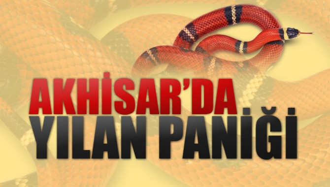 Akhisar'da Yılan Paniği