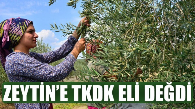 Akhisarda zeytin sektörüne TKDK eli değdi!