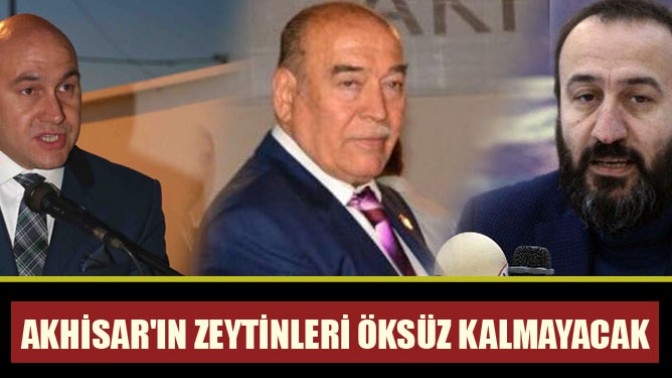 Akhisarın zeytinleri öksüz kalmayacak