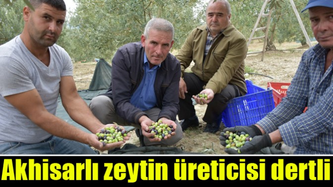 Akhisarlı Zeytin Üreticisi Dertli