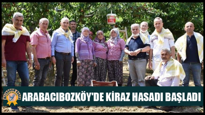 Arabacıbozköyde Kiraz Hasadı Başladı