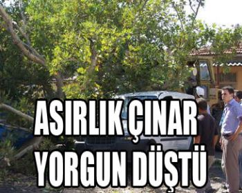 Asırlık Çınar Ağacı Yorgun Düştü