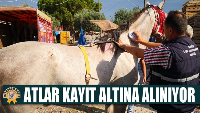 Atlar Kayıt Altına Alınıp Kimlik Belgesi Düzenleniyor