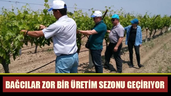 Bağcılar, zor bir üretim sezonu geçiriyor