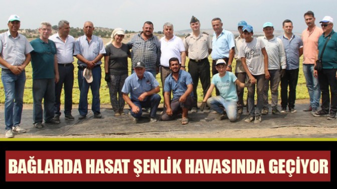 Bağlarda Hasat Şenlik Havasında Geçiyor