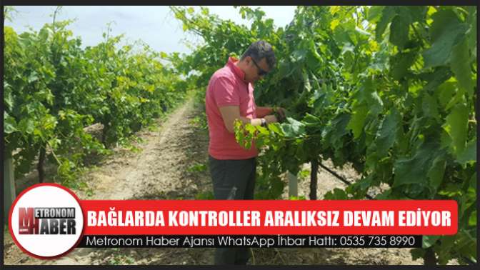 Bağlarda Kontroller Aralıksız Devam Ediyor