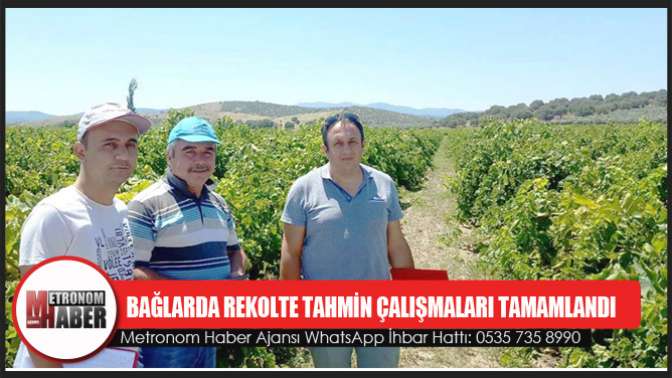 Bağlarda Rekolte Tahmin Çalışmaları Tamamlandı