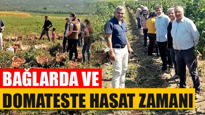 Bağlarda Ve Domatesde Hasat Zamanı