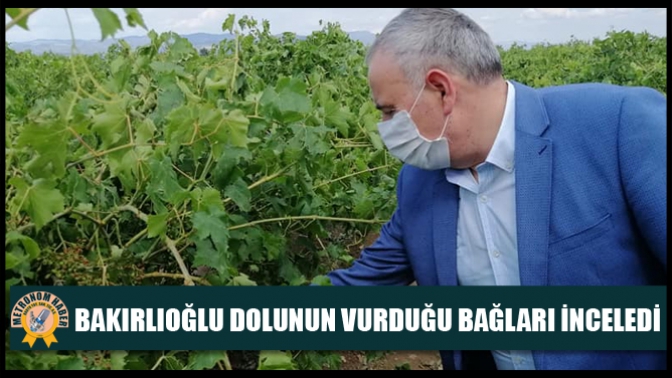 Bakırlıoğlu Dolunun Vurduğu Bağları İnceledi