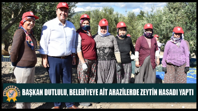 Başkan Dutlulu, Belediyeye Ait Arazilerde Zeytin Hasadı Yaptı