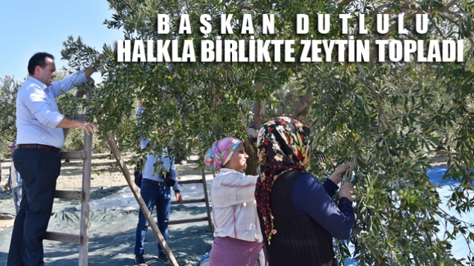 Başkan Dutlulu, Halkla Birlikte Zeytin Topladı