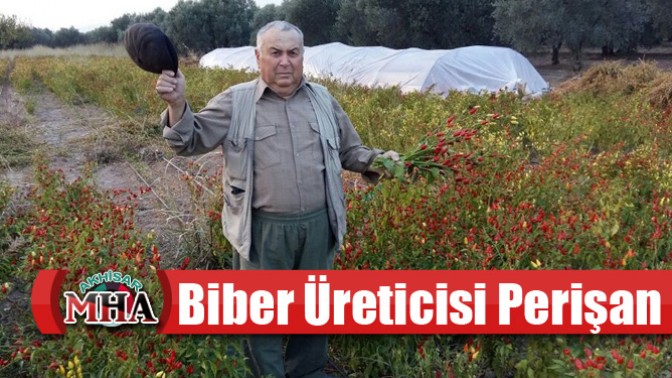 Biber Üreticisi Perişan Ürün Tarlada Kaldı