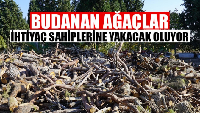 Budanan ağaçlar ihtiyaç sahiplerine yakacak oluyor