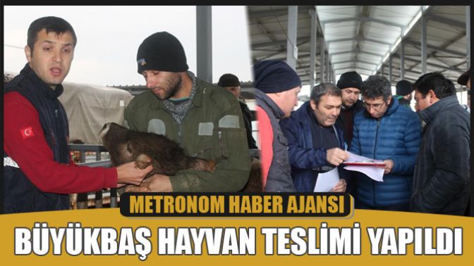 Büyükbaş Hayvan Teslimi Yapıldı