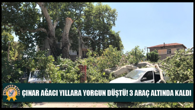 Çınar Ağacı Yıllara Yorgun Düştü! 3 Araç Altında Kaldı