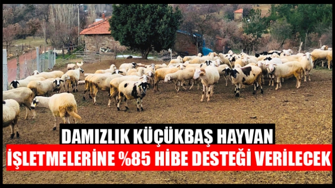 Damızlık Küçükbaş Hayvan İşletmelerine %85 Hibe Desteği Verilecek