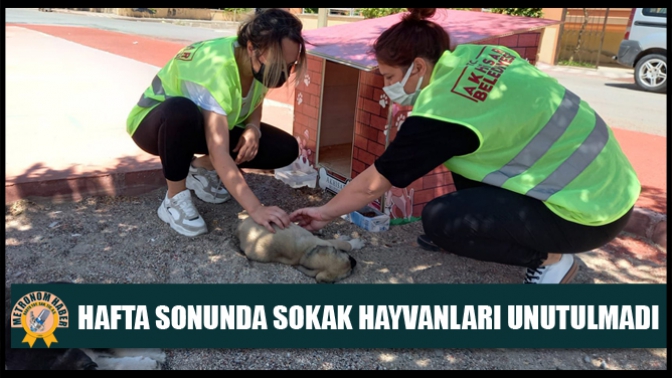 Hafta sonunda da Akhisar’da sokak hayvanları unutulmadı