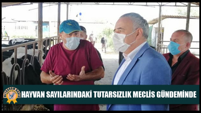 Hayvan Sayılarındaki Tutarsızlık Meclis Gündeminde