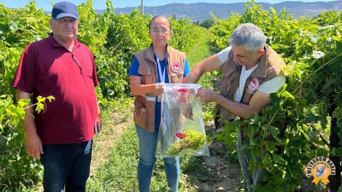 İlçe tarımdan hasat öncesi pestisit denetimi