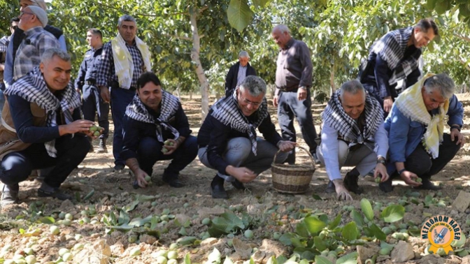 İlçemizde Ceviz Hasadı Başladı