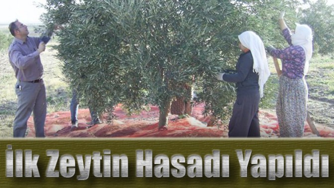 İlk Zeytin Hasadı Yapıldı