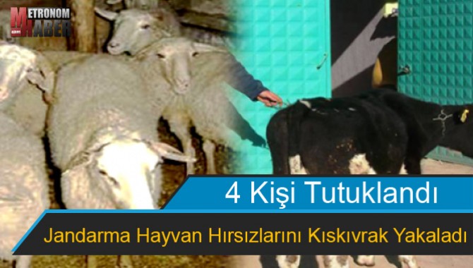 Jandarma Hayvan Hırsızlarını Kıskıvrak Yakaladı