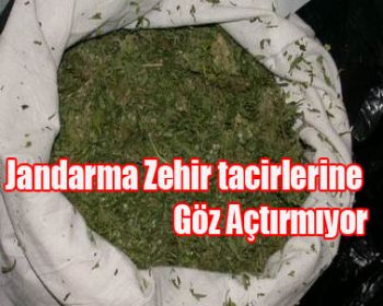 Jandarma Zehir Tacirlerine Göz Açtırmıyor