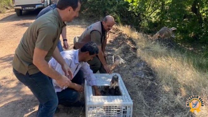 Kınalı Keklikler Doğaya Salındı