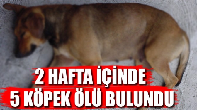 Köpekleri Hedef Tahtası Yaptılar