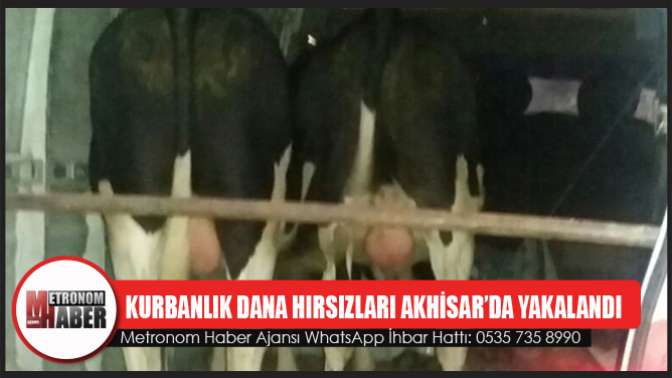 Kurbanlık dana hırsızları Akhisar’da yakalandı