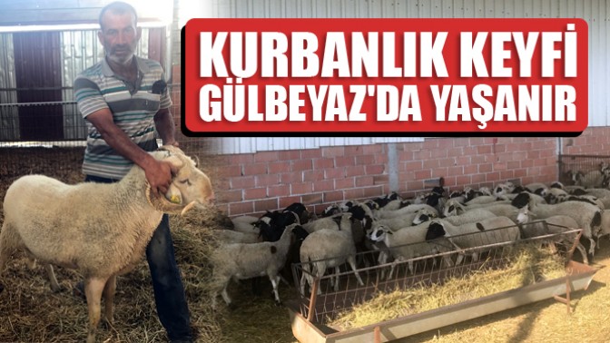 Kurbanlık keyfi Gülbeyazda yaşanır