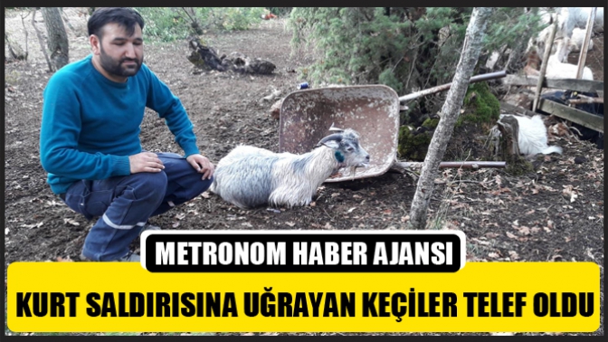 Kurt Saldırısına Uğrayan Keçiler Telef Oldu