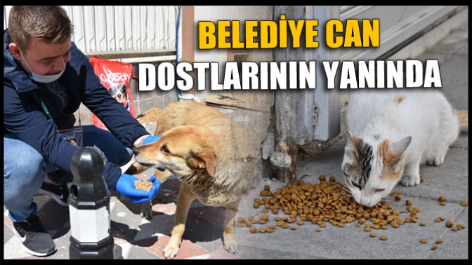 Sokağa Çıkma Yasağında Belediye Can Dostlarının Yanında Oldu