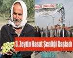 3. Zeytin Hasat Şenliği Başladı !