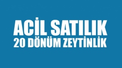 Acil Satılık 20 Dönümlük Zeytinlik