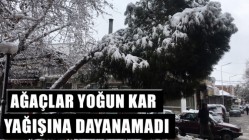 Ağaçlar Yoğun Kar Yağışına Dayanamadı